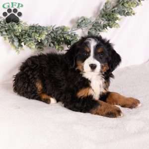 Mia, Bernedoodle Puppy